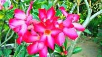 Adenium Obesum – “Desert Rose / Pride of Japan”