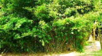 Bambusa Textilis / Graceful Bamboo