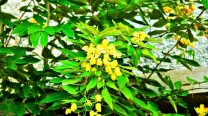Cassia Fruticosa “Drooping Cassia”