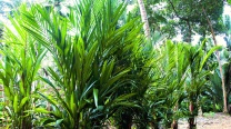 Cyrtostachys Renda / Sealing Wax Palm