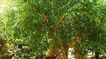 Ficus Benjamina “Exotica”