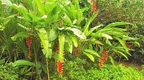 Heliconia Rostrata / Hanging Lobster-Claws