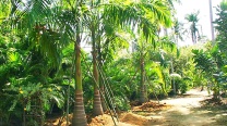 Roystonea Regia / Royal Palms