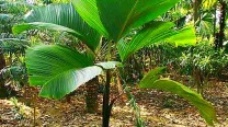 Verschaffeltia Splendida “Stilt-root Palm”