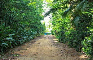 Landscaping - Plant Nursery